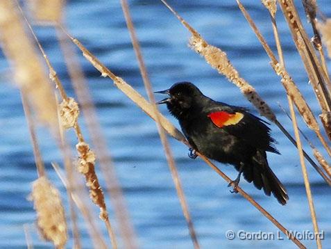 Red-winged Blackbird_DSCF00616.jpg - Red-winged Blackbird (Agelaius phoeniceus) photographed near Kilmarnock, Ontario, Canada.